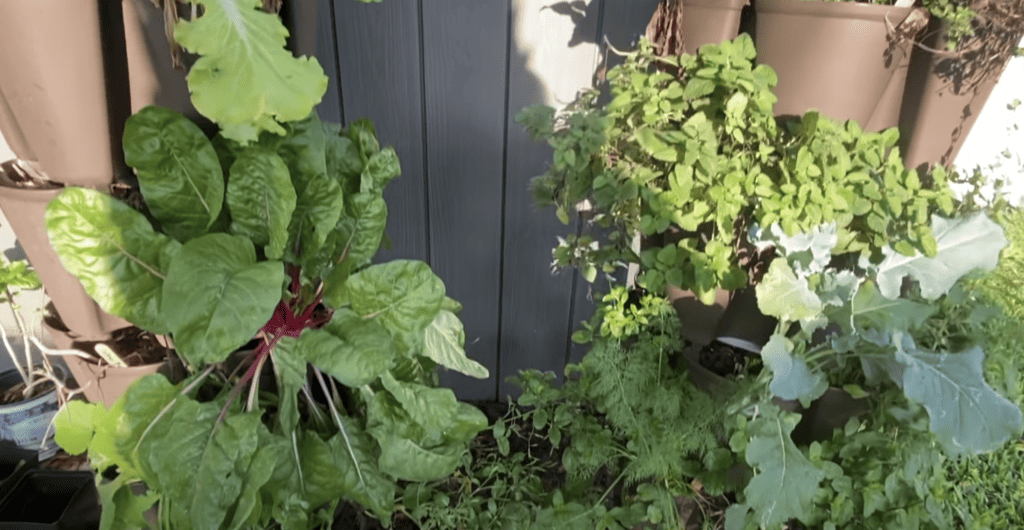 Florida summer garden herbs